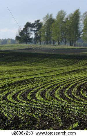 outdoors, natural, season, farm, farming, field View Large Photo Image Stock Image - outdoors, natural, season, farm, farming, field. Fotosearch
