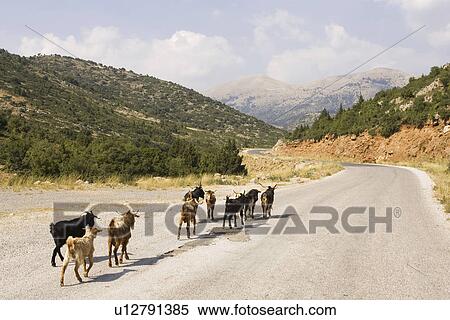 Cloud, Day, Goat, Group Of Animals, Herd View Large Photo Image Stock Photography - Cloud, Day, Goat, Group Of Animals, Herd. Fotosearch
