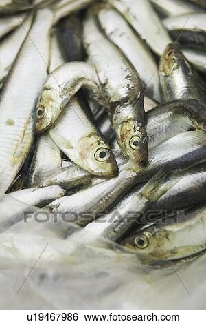 Bag, Close-Up, Day, Fish, Food View Large Photo Image Stock Photograph - Bag, Close-Up, Day, Fish, Food. Fotosearch