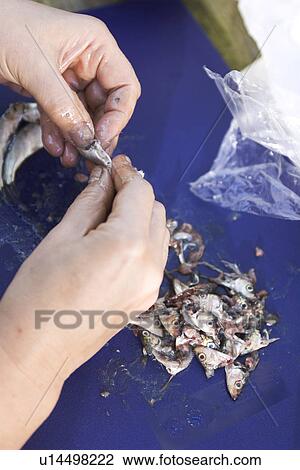 Stock Image - Bag, Day, Cleaning, Blue, Animal Head. Fotosearch