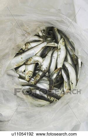 Stock Image - Bag, Day, Directly Above, Fish, Food. Fotosearch