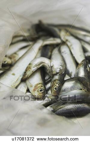 Bag, Day, Fish, Food, Heap View Large Photo Image Stock Image - Bag, Day, Fish, Food, Heap. Fotosearch