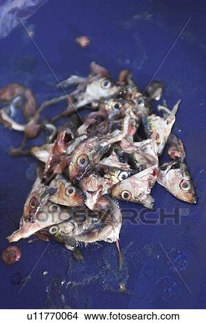Blue, Dead Animal, Day, Close-Up, Animal Head View Large Photo Image Picture - Blue, Dead Animal, Day, Close-Up, Animal Head. Fotosearch
