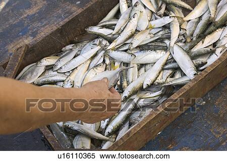 Stock Photography - Catch Of Fish, Close-Up, Day. Fotosearch