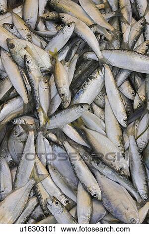 Stock Image - Catch Of Fish, Close-Up, Dead Animal, Directly Above, Fish. Fotosearch