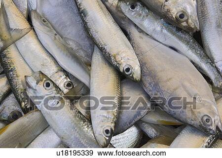Stock Photo - Close-Up, Day, Dead Animal, Directly Above, Fish. Fotosearch