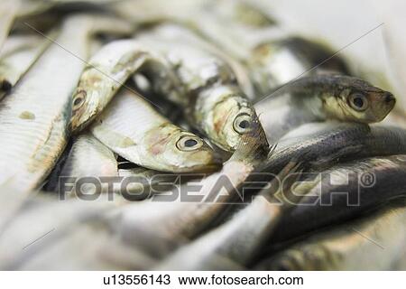Stock Image - Close-Up, Day, Dead Animal, Fish, Food. Fotosearch