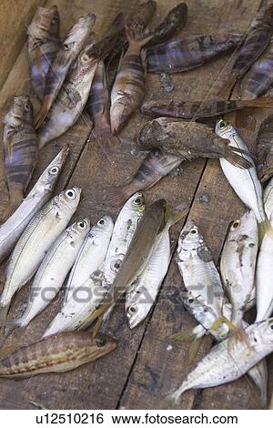 Stock Photograph - Close-Up, Day, Dead Animal, Fish. Fotosearch