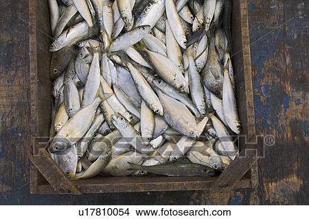 Close-Up, Dead Animal, Directly Above, Fish View Large Photo Image Picture - Close-Up, Dead Animal, Directly Above, Fish. Fotosearch