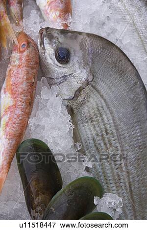 Stock Photo - Close-Up, Dead Animal, Directly Above, Fish, Ice. Fotosearch