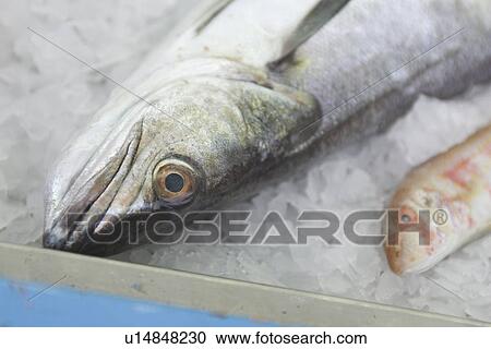 Close-Up, Dead Animal, Extreme Close-Up, Fish, Food View Large Photo Image Stock Image - Close-Up, Dead Animal, Extreme Close-Up, Fish, Food. Fotosearch