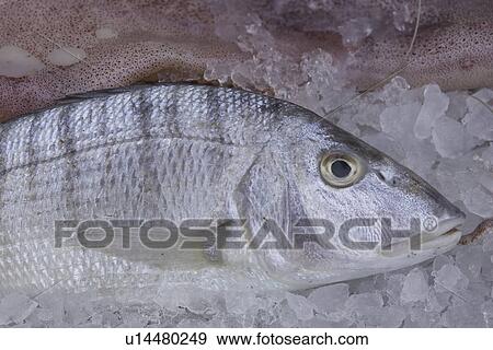Stock Photo - Close-Up, Dead Animal, Extreme Close-Up, Fish, Food. Fotosearch