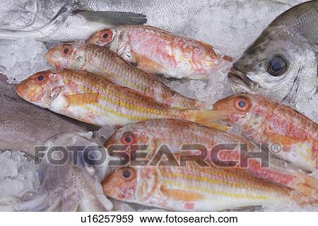 Close-Up, Dead Animal, Extreme Close-Up, Fish, Full Frame View Large Photo Image Stock Photo - Close-Up, Dead Animal, Extreme Close-Up, Fish, Full Frame. Fotosearch