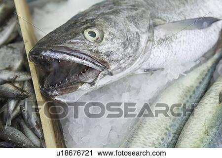 Close-Up, Dead Animal, Fish, Food View Large Photo Image Stock Image - Close-Up, Dead Animal, Fish, Food. Fotosearch
