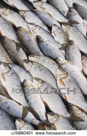 Stock Image - Fish, Eatables. Fotosearch