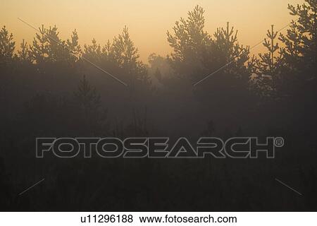 Branch, Dark, Dusk, Fog View Large Photo Image Stock Photo - Branch, Dark, Dusk, Fog. Fotosearch
