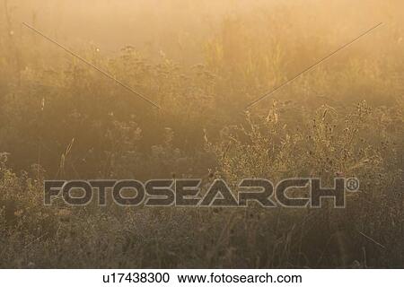 Crop, Dusk, Farm, Field, Fog View Large Photo Image Stock Image - Crop, Dusk, Farm, Field, Fog. Fotosearch