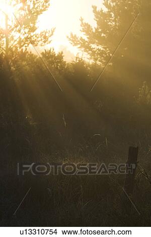 Day, Fog, Forest, Generic Location, Light View Large Photo Image Picture - Day, Fog, Forest, Generic Location, Light. Fotosearch