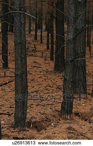 Stock Image - outdoor, nature, environment, beauty, climate, condition. Fotosearch