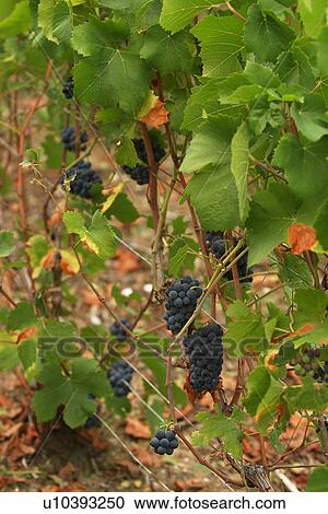 outdoor, nature, natural, environment, climate, condition View Large Photo Image Stock Image - outdoor, nature, natural, environment, climate, condition. Fotosearch