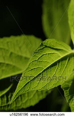 Stock Photograph - plant life, flora, environment, grow, life, stalk. Fotosearch
