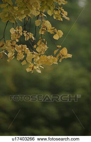 Stock Photograph - plant life, flora, environment, grow, life, stalk. Fotosearch