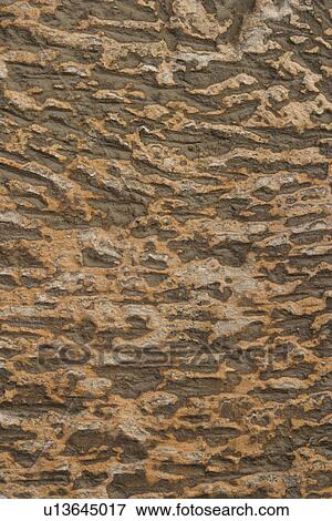 Stock Photo - texture, background, tree, bark, outdoors, wood. Fotosearch