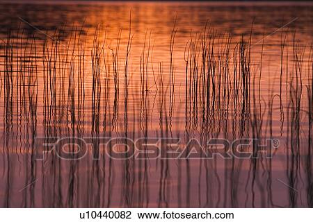Stock Image - Calm, Coast, Dawn, Dusk, Grass. Fotosearch