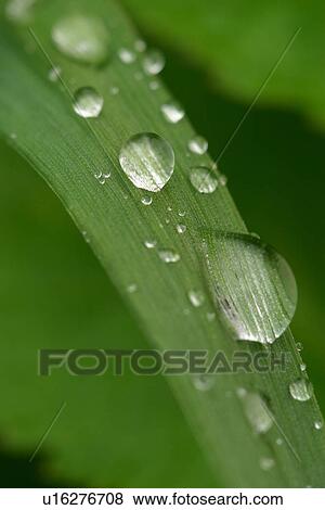 Stock Photo - drop, droplet, moisture, water, vegetation, wild. Fotosearch