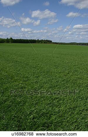grass, shadow, wood, lush, natural, environment View Large Photo Image Stock Photo - grass, shadow, wood, lush, natural, environment. Fotosearch