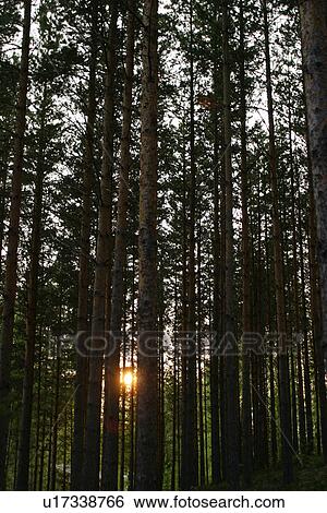 Stock Photograph - growth, dense, dense growth, natural, outdoors, plants. Fotosearch