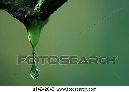 Stock Photo - plant life, flora, environment, grow, life, stalk. Fotosearch