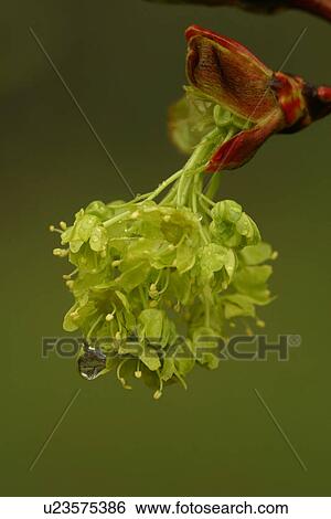 Stock Photograph - shrub, plant life, flora, environment, grow, life. Fotosearch
