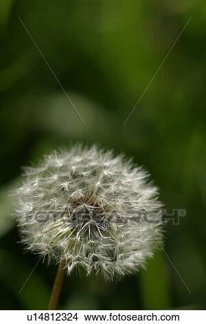 Picture - vegetation, wild, yield, fleshy, organic, foliage. Fotosearch