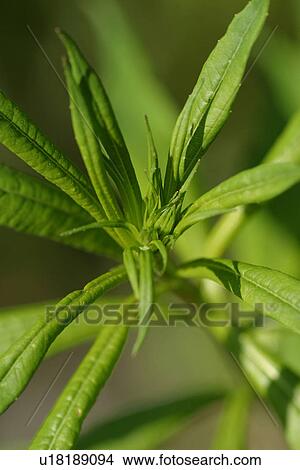 vegetation, wild, yield, fleshy, organic, foliage View Large Photo Image Picture - vegetation, wild, yield, fleshy, organic, foliage. Fotosearch