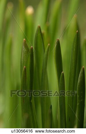 Stock Photograph - vegetation, wild, yield, fleshy, organic, foliage. Fotosearch