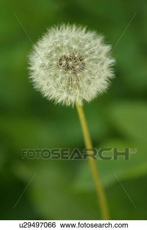 Stock Photograph - vegetation, wild, yield, fleshy, organic, foliage. Fotosearch