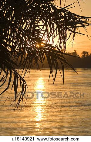 Stock Image - Beach, Close-Up, Dusk, Frond, Lens Flare. Fotosearch