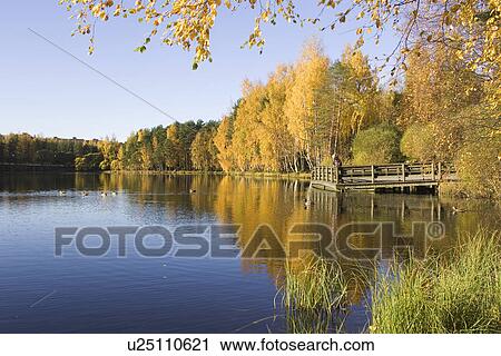 Blue, Clear Sky, Day, Duck, Grass View Large Photo Image Stock Image - Blue, Clear Sky, Day, Duck, Grass. Fotosearch