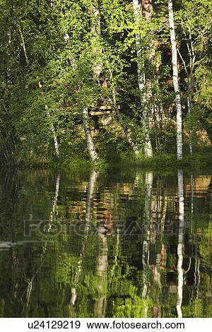 Stock Photo - Branch, Day, Green, Lake, Lush Foliage. Fotosearch