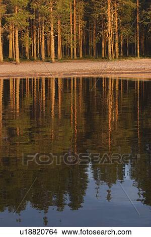 Picture - Calm, Forest, Day, Coast, Ambience. Fotosearch