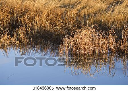 Stock Photography - Grass, Non-Urban Scene. Fotosearch