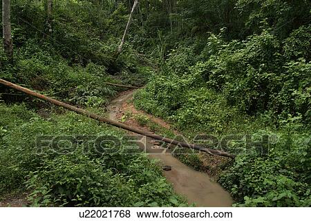 Stock Photo - plant, plant life, flora, growth, green, environment. Fotosearch