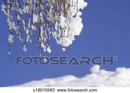 Stock Image - Bare Tree, Blue, Branch, Clear Sky, Day. Fotosearch