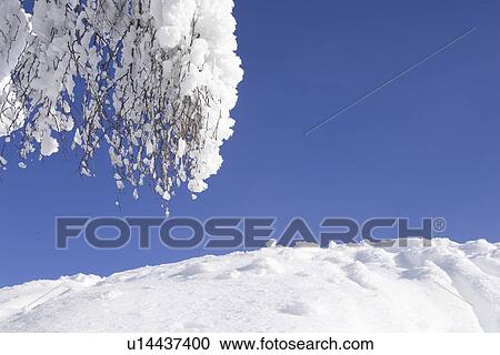 Stock Image - Bare Tree, Blue, Branch, Clear Sky, Covering. Fotosearch