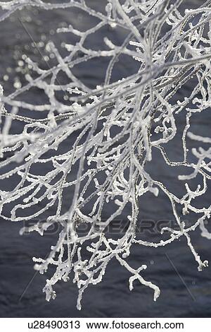 Stock Image - Bare Tree, Branch, Close-Up, Day, Dry. Fotosearch