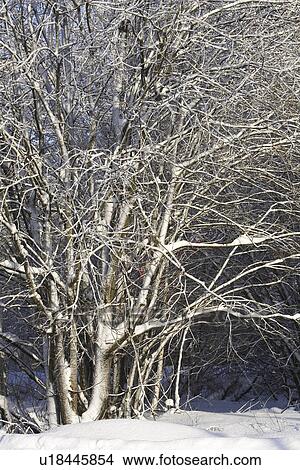 Bare Tree, Branch, Covering, Day, Forest View Large Photo Image Picture - Bare Tree, Branch, Covering, Day, Forest. Fotosearch