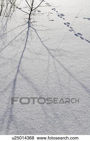 Stock Photo - Bare Tree, Branch, Day, Footprint. Fotosearch