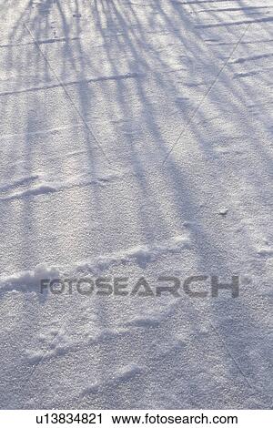 Bare Tree, Branch, Day, Full Frame View Large Photo Image Stock Image - Bare Tree, Branch, Day, Full Frame. Fotosearch