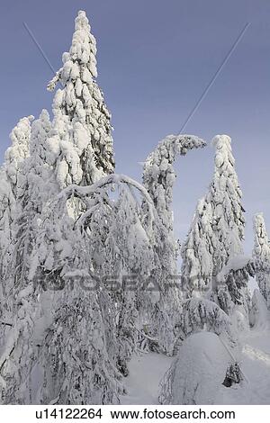 Picture - Blue, Clear Sky, Covering, Day, Evergreen Tree. Fotosearch